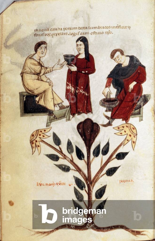 Medicine: preparation of a herbal potion (peony). 13th century (miniature)
