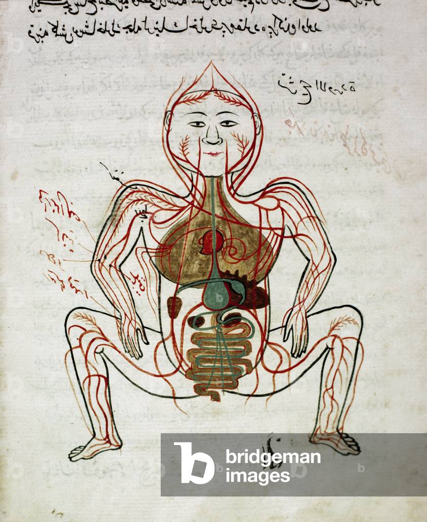 Arabic medicine: 'blood circulation and digestive system', 17th century (miniature)