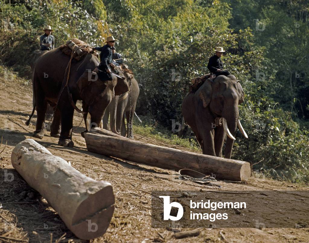 Holzfäller auf Elefanten