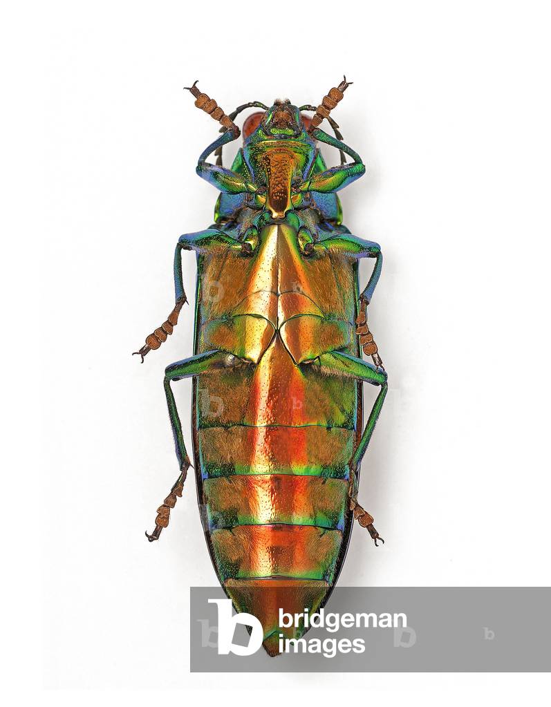 Crysochroa saundersii. From Thailand (macrophotography)