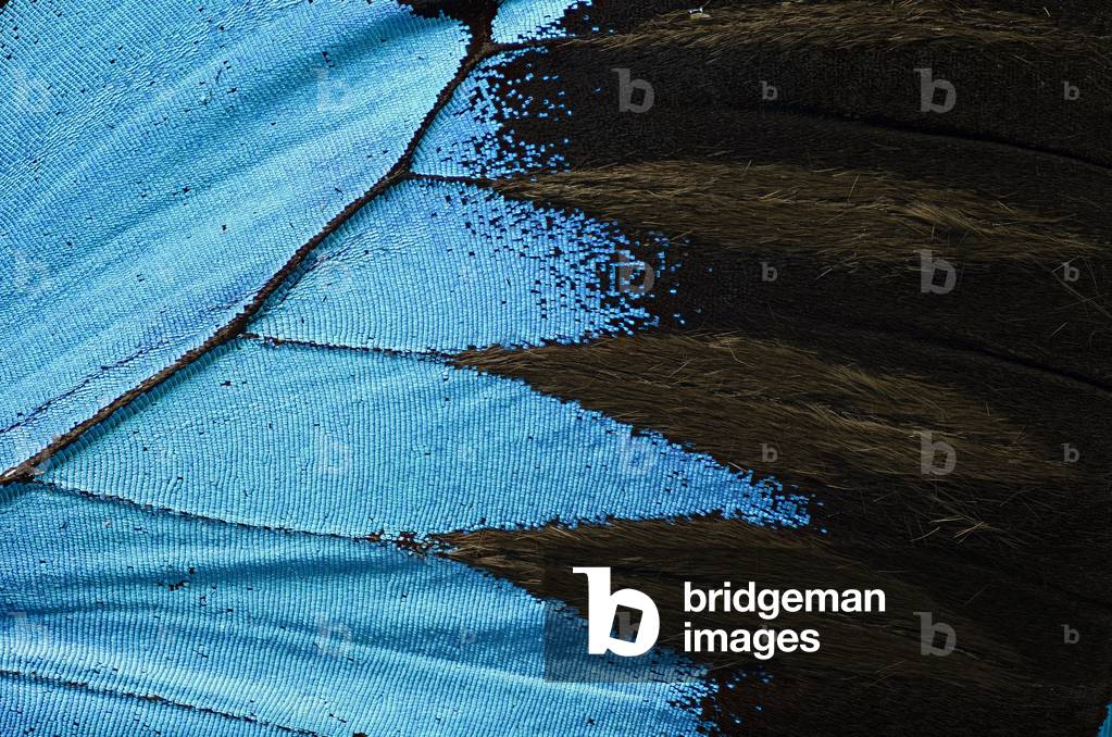 butterfly Papilio ulysses (Blue mountain swallowtail), wing detail. From Australia (macrophotography)