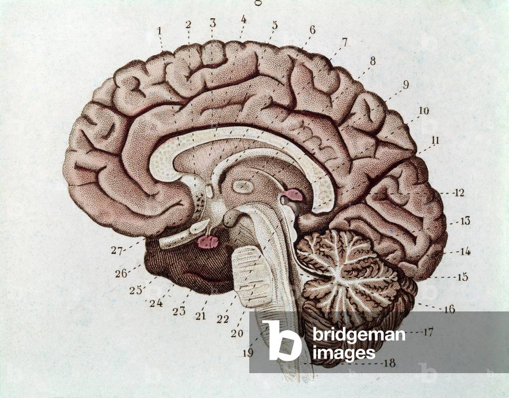 Humain brain section with cerebral hemispheres and cerebellum (engraving, 1870)