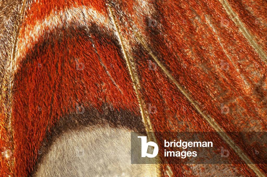 butterfly Attacus atlas (lepidoptera) Closer plan. (macrophotography)
