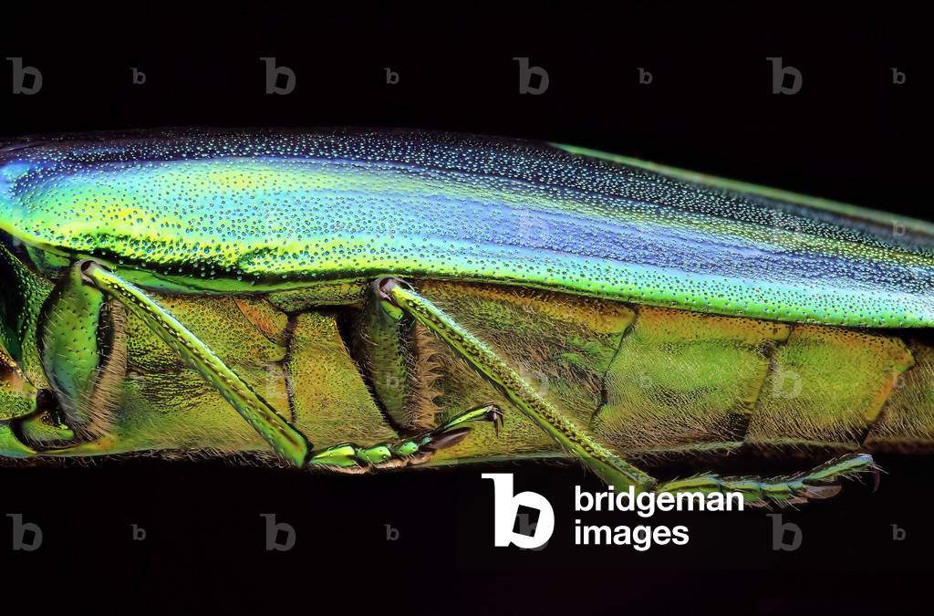 Chrysochroa splendens (macrophotography)