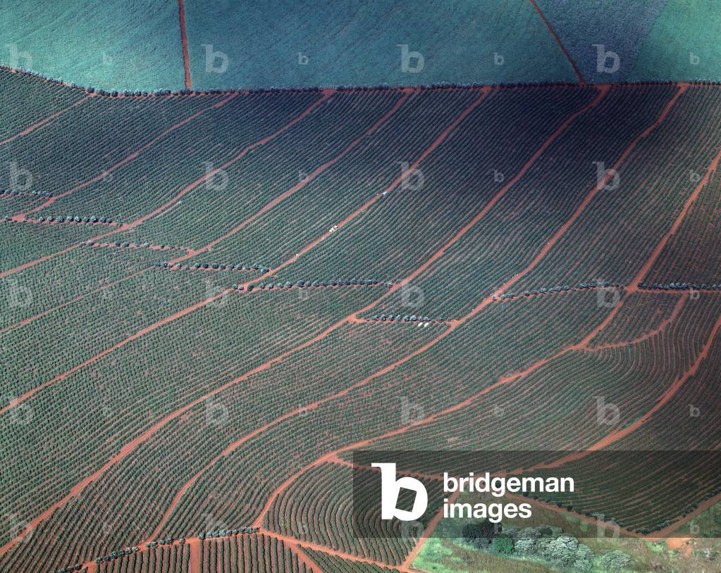 Aerial view on a coffee farm near Ribeirao Preto (1983 - Photography)