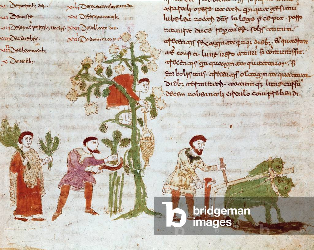 "Die vier Jahreszeiten: Szene des Pflügens und Pflückens von Trauben (Ernte). Miniatur aus dem Manuskript „De 