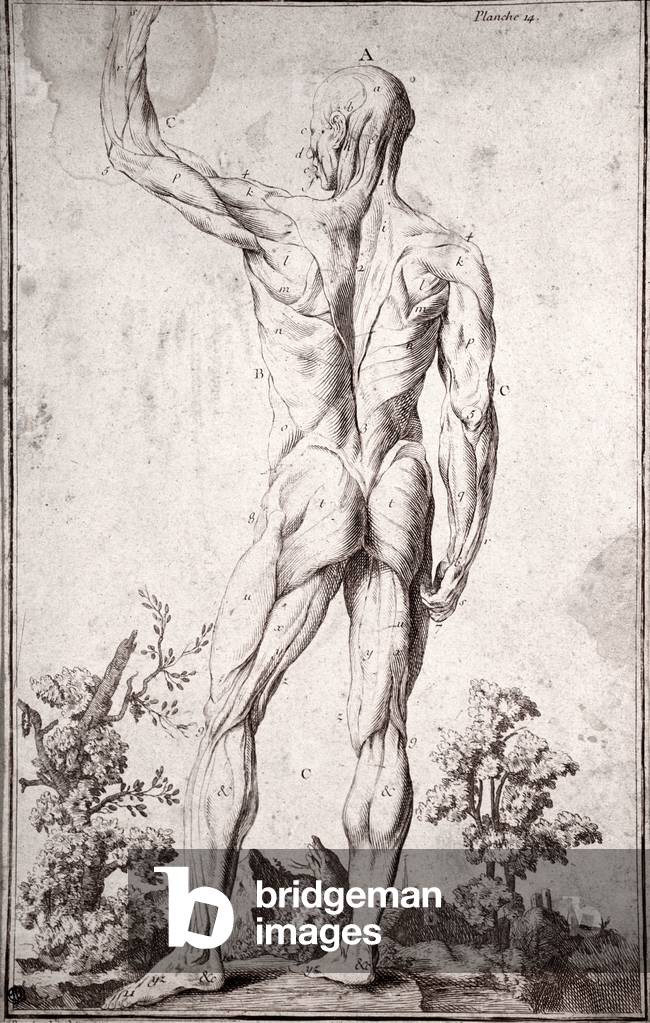 Anatomical study of the human muscular system (engraving by Anonymous