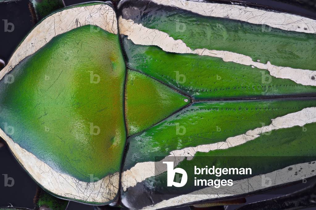 Beetle, Dicronorrhina derbyana male Shell detail. From Zambia (macrophotography)