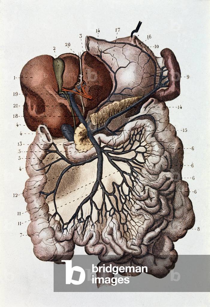 Study of human brain, cerebral hemispheres and cerebellum (engraving, 1870)