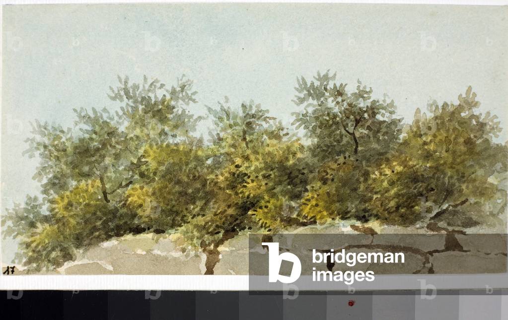 Olives, Country of Liguria (Watercolour, circa 1825)