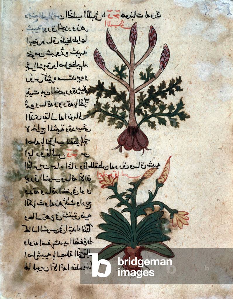 Page from a medical herbarium (manuscript, 1582)