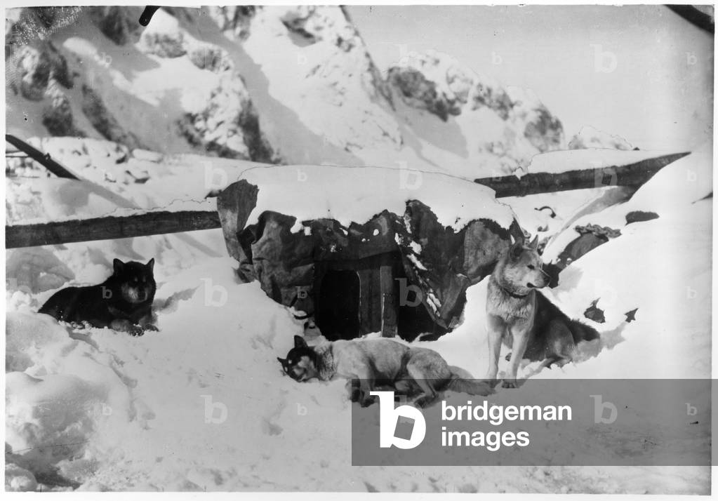 Expedition led by Jean Charcot (1867-1936) in the antarctic region, dogs before their shelter, c. 1903-05 (b/w photo)