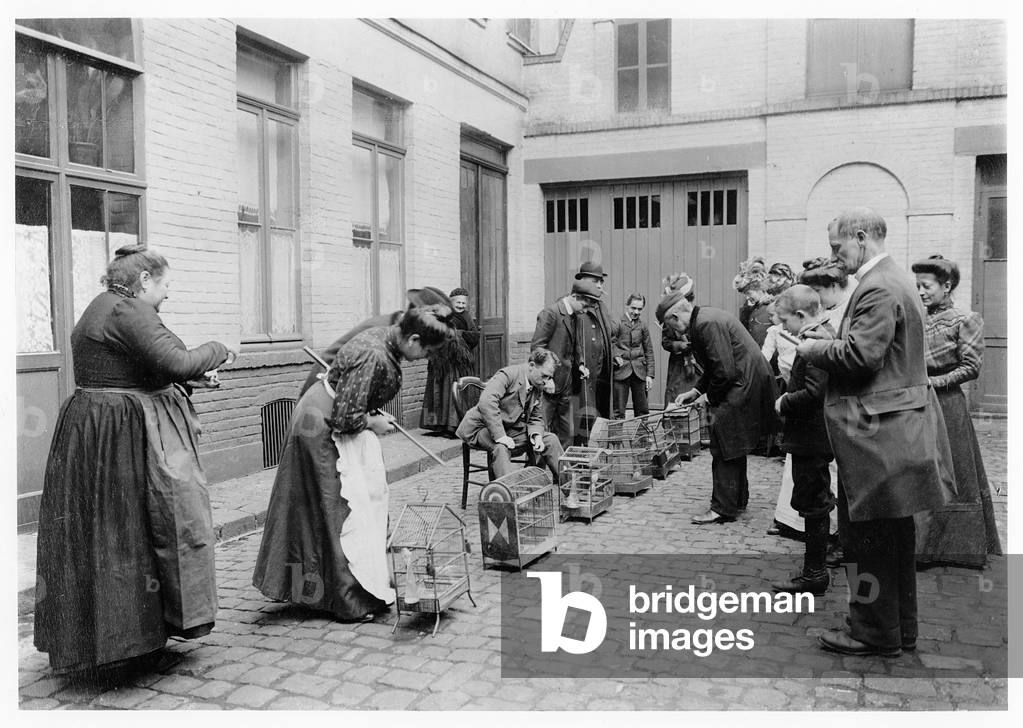 Canary competition in Ypres, Belgium, c.1900 (b/w photo)