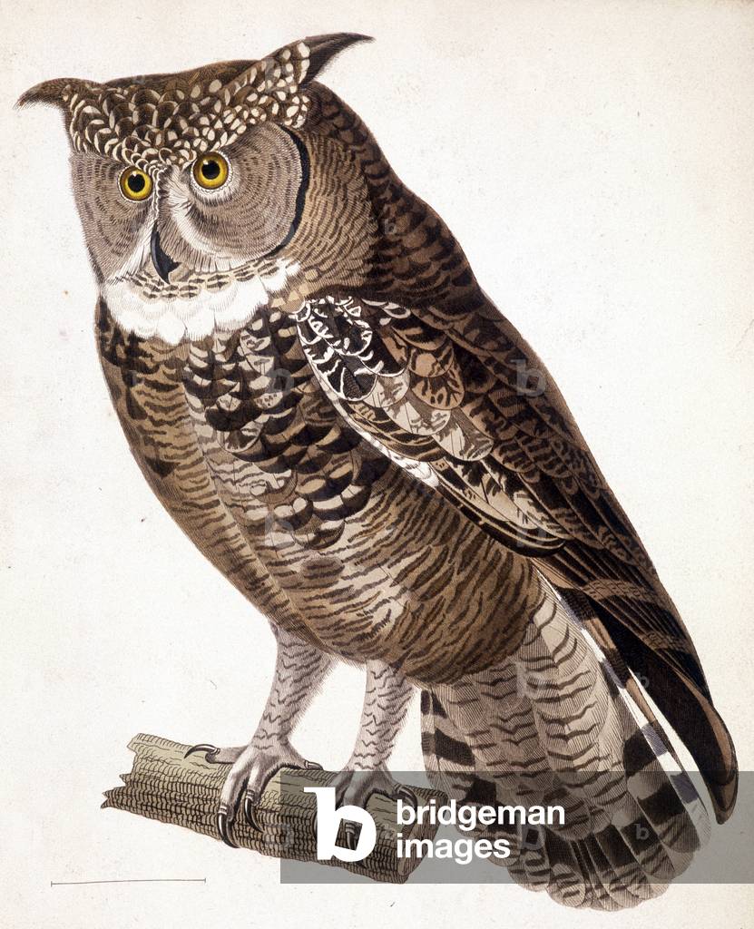Raptor: African owl. 19th century engraving