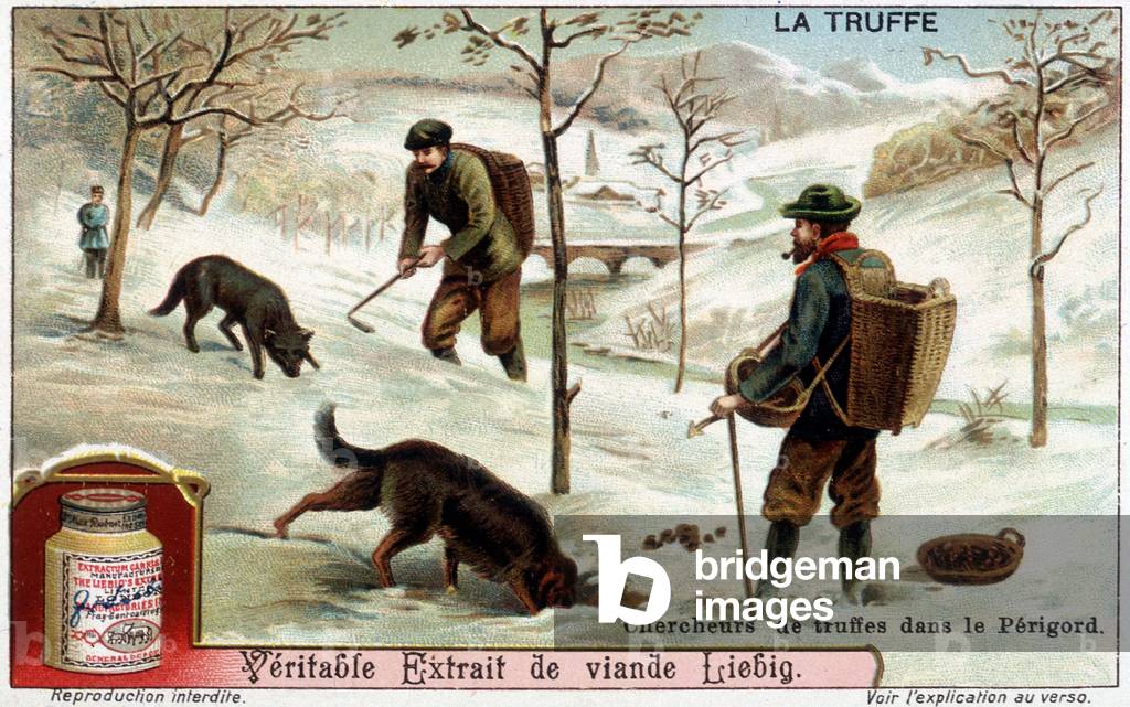 Truffle: truffle researchers in the snow of Périgord - chromo Liébig.
