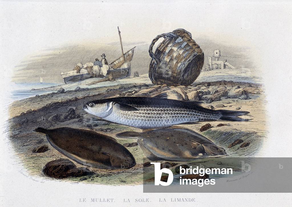 Mullet, sole et limande - in “” Histoire Naturelle”” by Lacépède, ed. Furne, Paris, 1860
