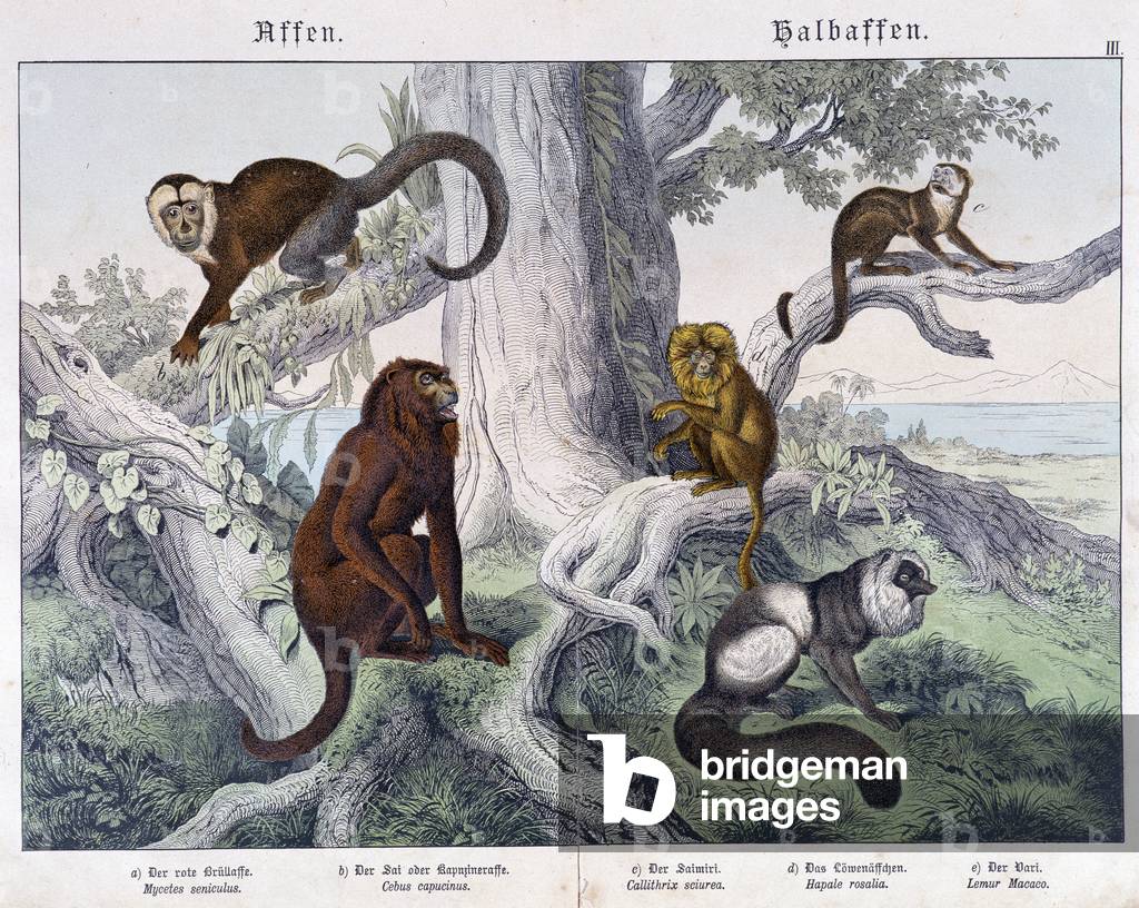 Different breeds of monkeys - in “” Natural histories of mammals””, ed. Schreiber, 1886