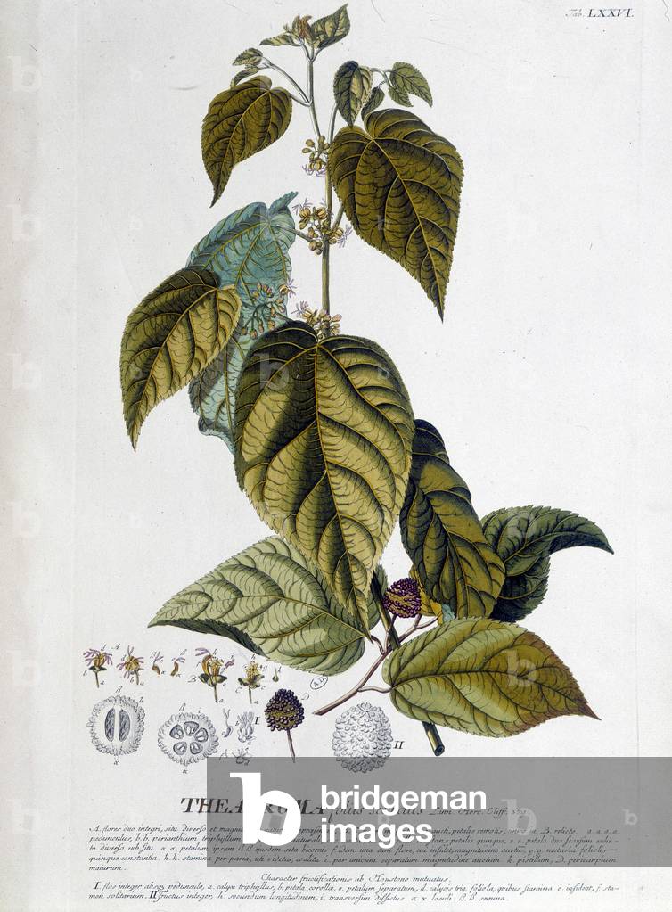 Arbroma tea plant - botanical board, 19th century