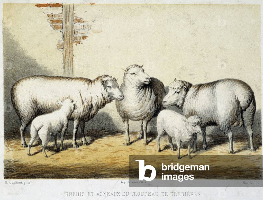 Sheep and lambs of the Brebières herd - Lithography, 19th century