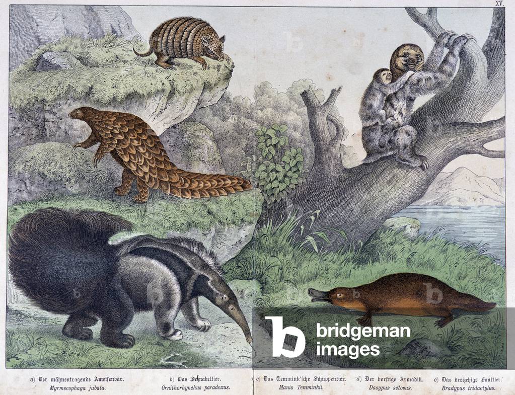 Rodent: Tatou, lazy, ant - in “” Natural histories of mammals””, ed. Schreiber, 1886
