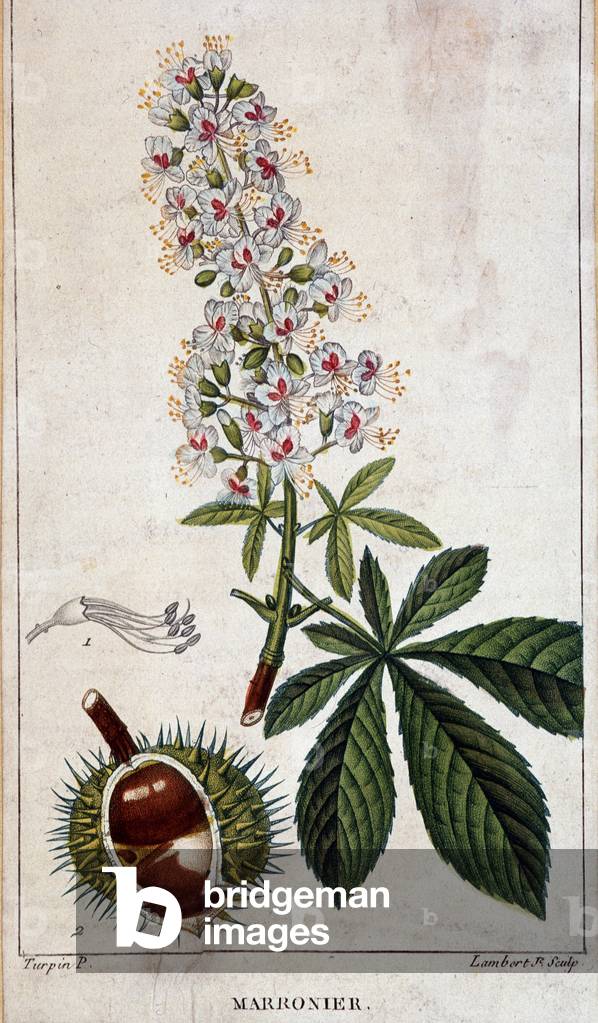 Botanical board - Flowers, leaves and fruit of chestnut tree, 19th century.