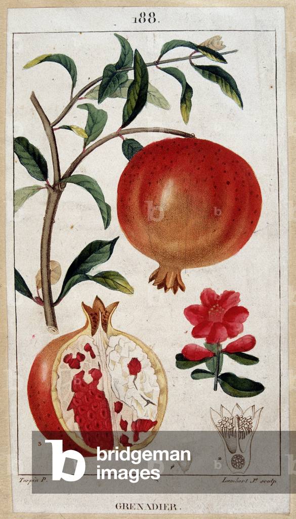Grenadier - botanical board 19th century