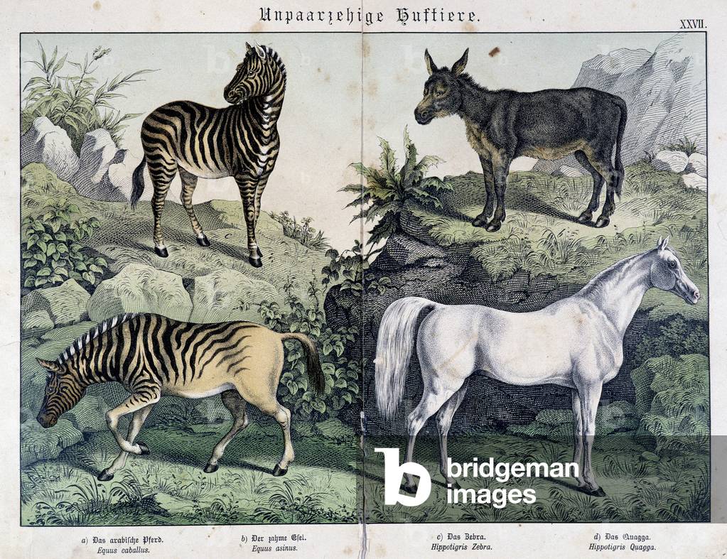 Zebras, donkey and horse - in “” Histoires naturelles des mammals””, ed. Schreiber, 1886