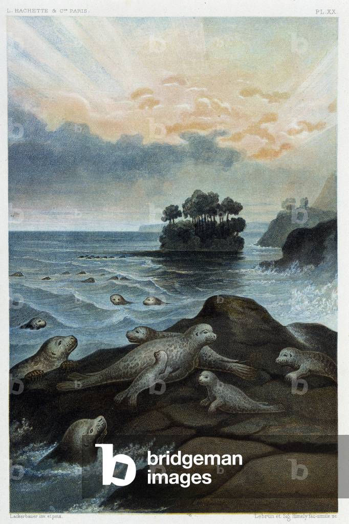 Seals - in “” Le monde de la mer”” by Alfred Fredol, Hachette, Paris, 1865