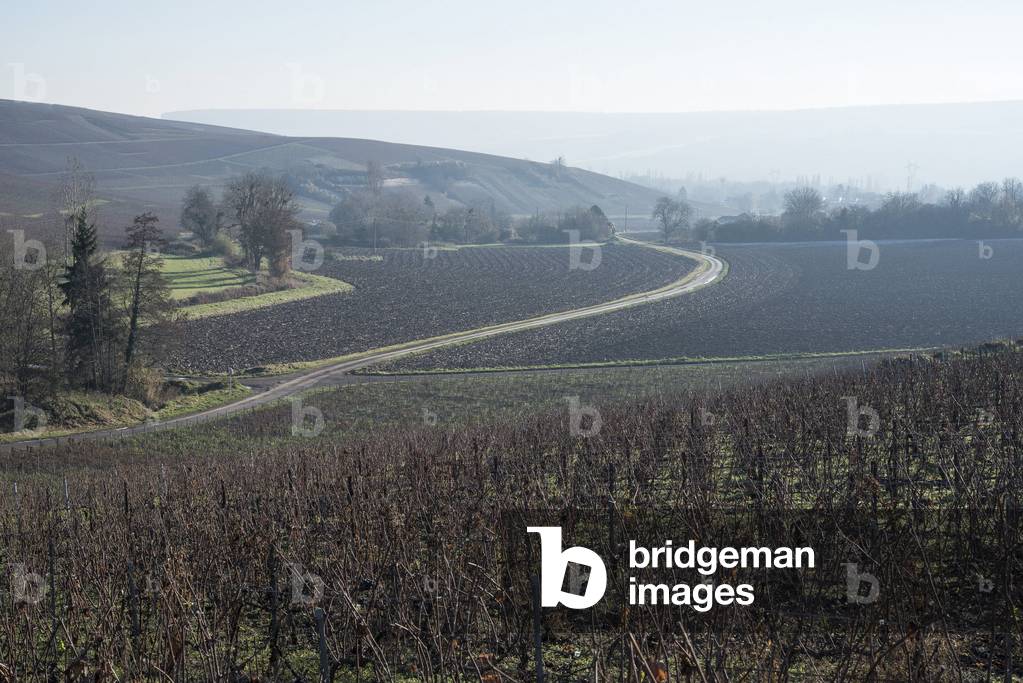 Vineyard in Champagne-Ardenne - France - Fleury la Riviere (Fleury-la-Riviere)