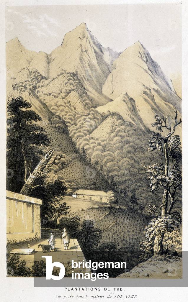 Immagine di Stampa "Piantagione di tè in Cina: vista presa nel quartiere del tè verde" 1801 di Unknown Artist