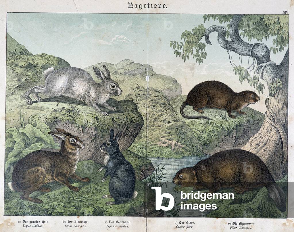Rabbit, beaver - in “” Natural History of Mammals”, ed. Schreiber, 1886