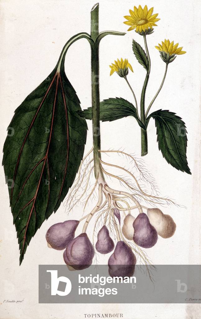 Jerusalem artichoke - botanical board, 19th century