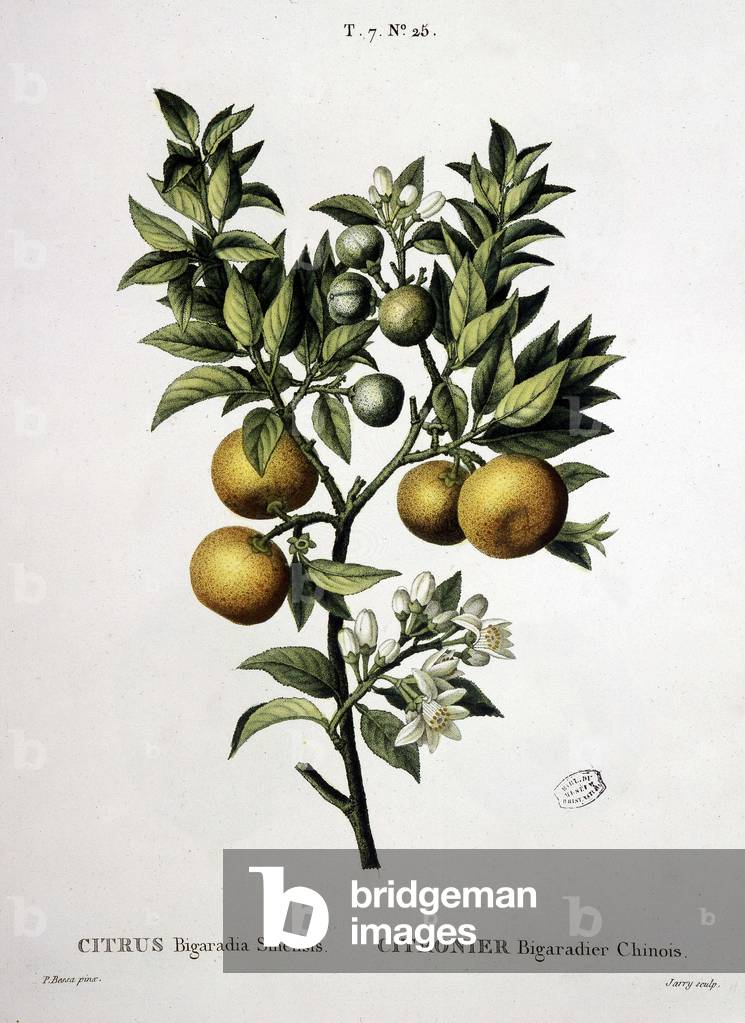 Lemon tree chinese bigaradier - in“ Nouveau Duhamel ou traité des arbres et shrustes que on cultivation in Fra