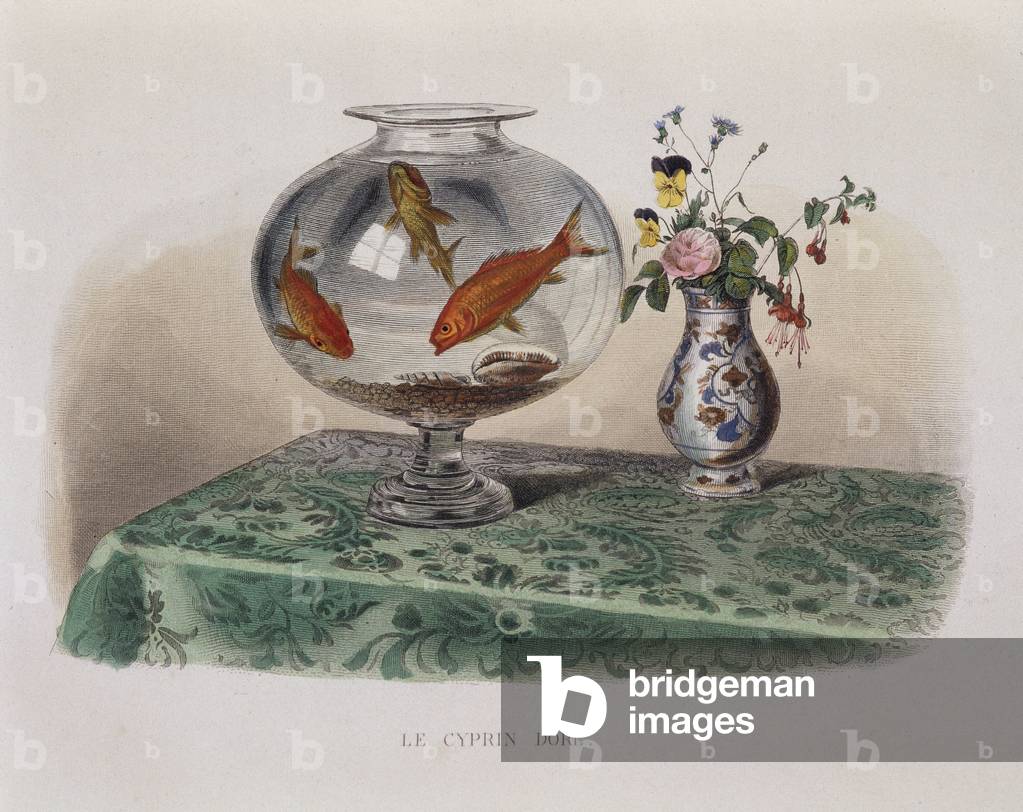 The Goldfish (goldfish in their jar) - in “” Lacepede””, 1855