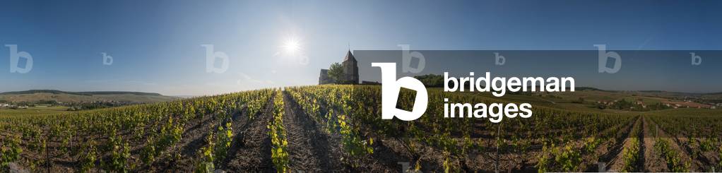 Vineyard in Champagne-Ardenne - Champagne Ardenne vineyard landscape, France - Tournerie (360 degrees panorama)