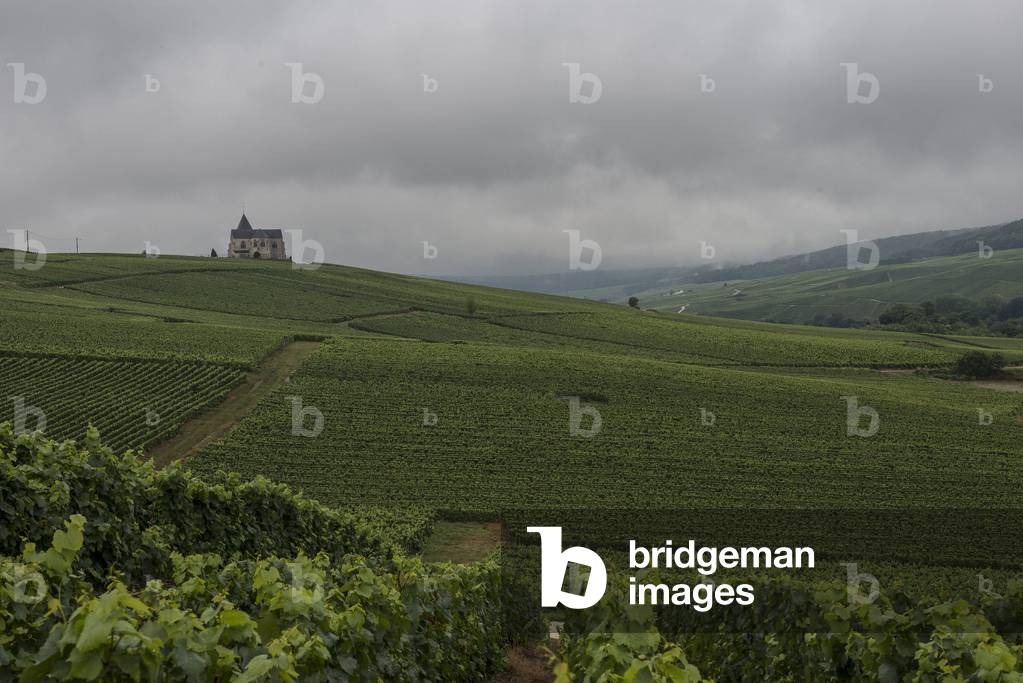 Vineyard in Champagne-Ardenne - France - Chavot
