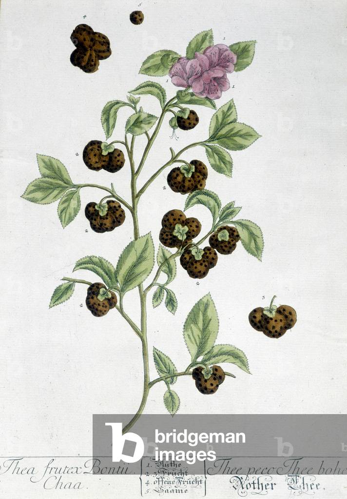 The tea plant Frutex Bontii - botanical board, 19th century