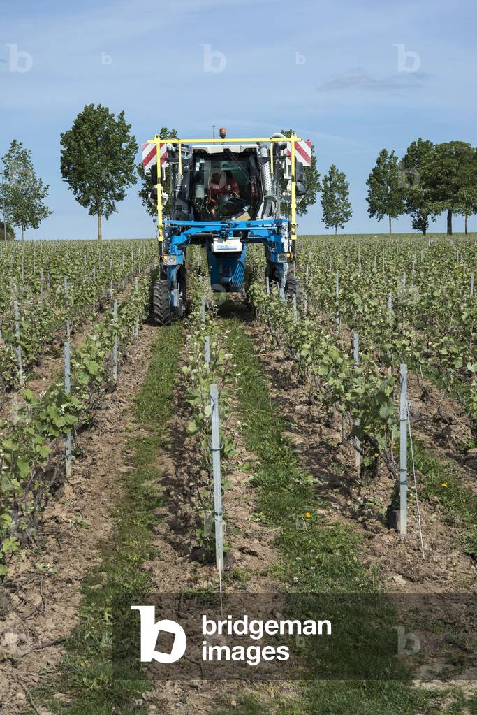Vineyard in Champagne-Ardenne - France - Murigny