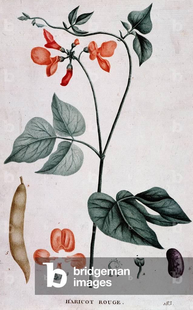 Red Bean, Botanical Board, 19th century.
