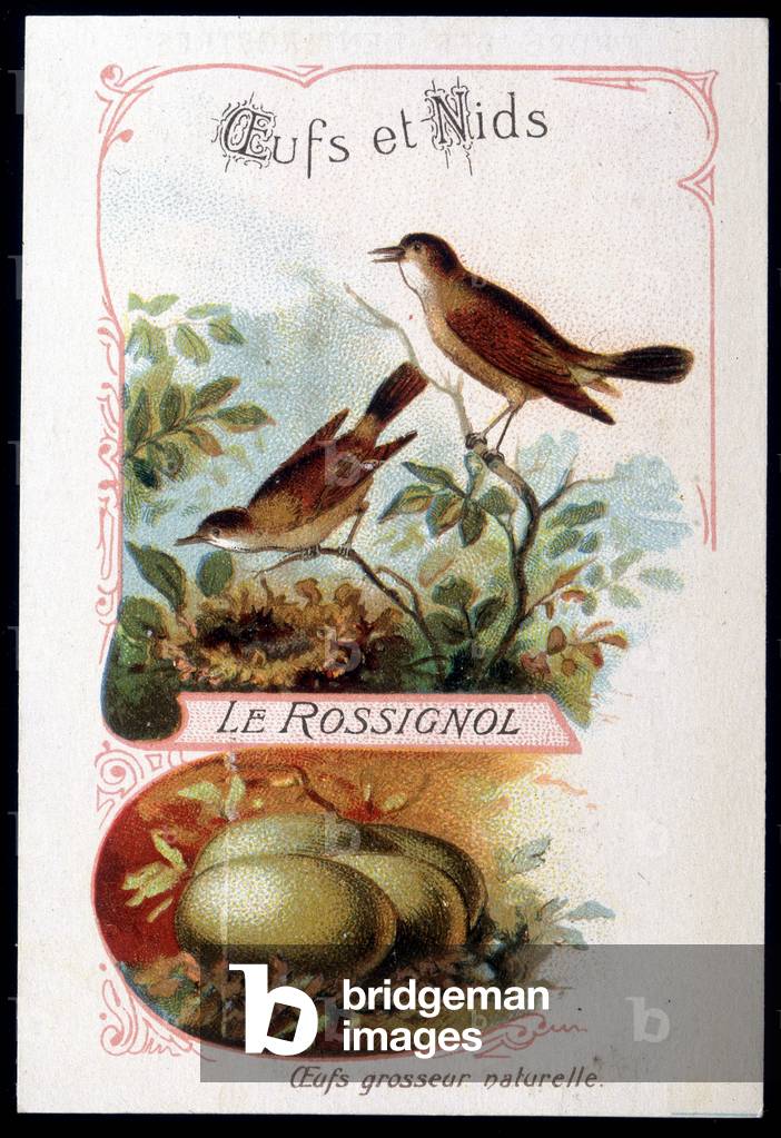 Eggs and nests: Representation of the Nightingale and its eggs.