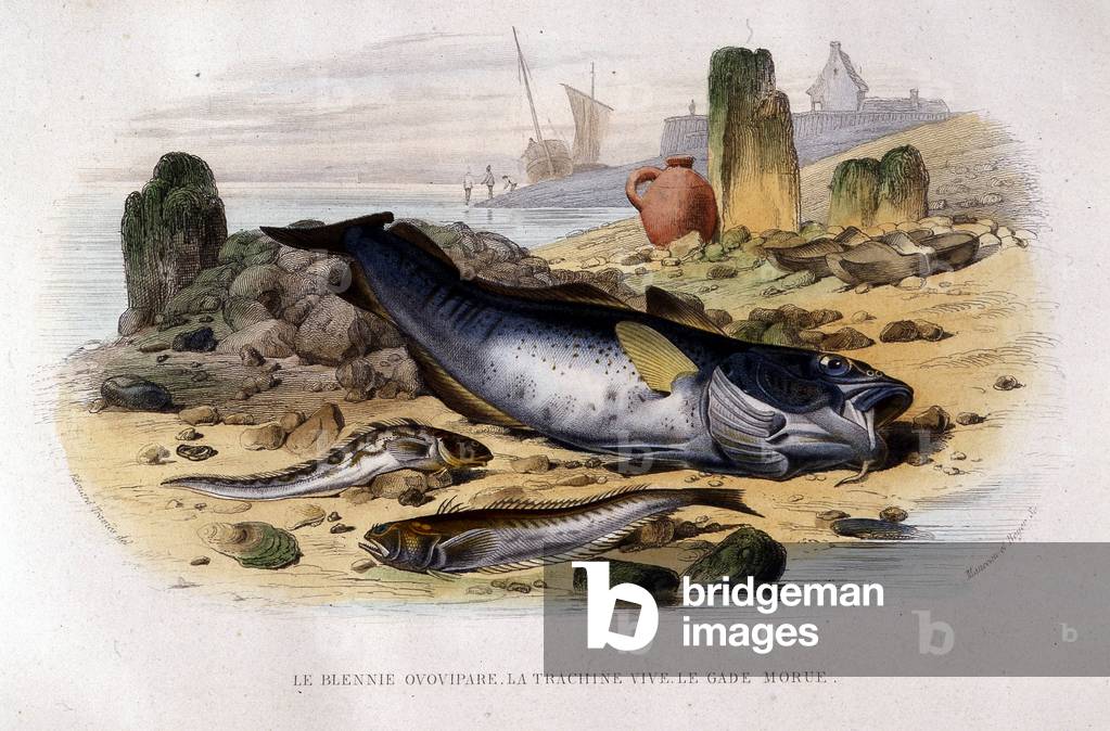 Le blennie ovovipare, la trachine vive, le gade cod - in «Histoire Naturelle» di Lacépède, ed. Furne, Parigi, 