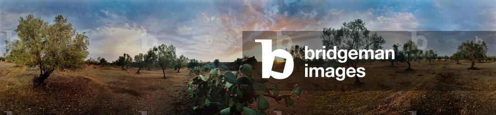 The olive trees under the sky, in Lamta. 360-degree panoramic by Leonard de Selva, Tunisia, 2004.