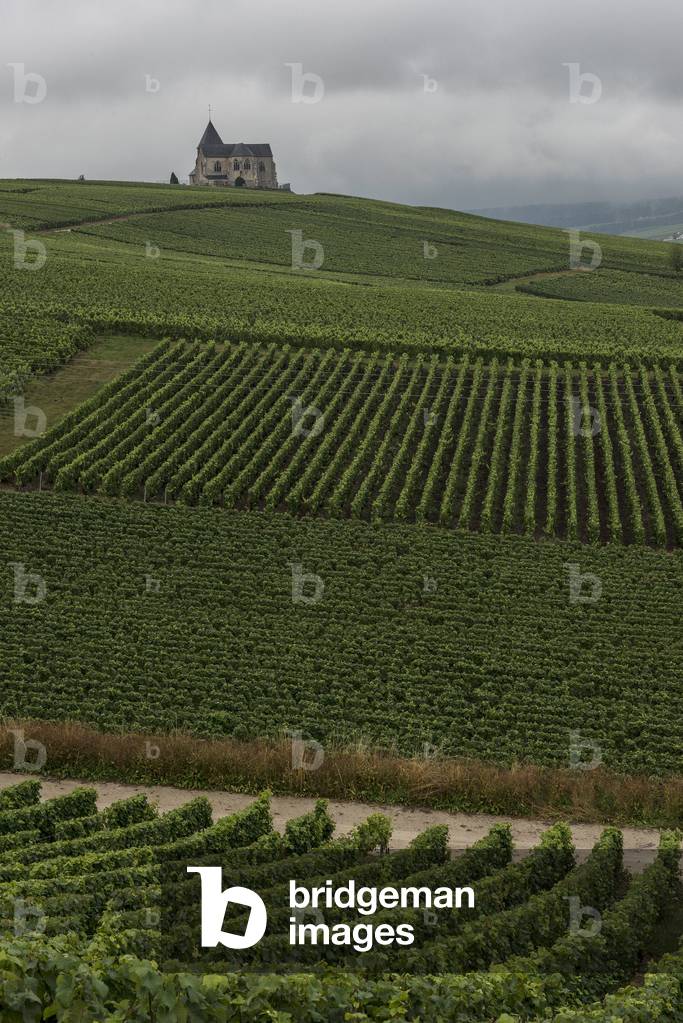 Vineyard in Champagne-Ardenne - France - Chavot