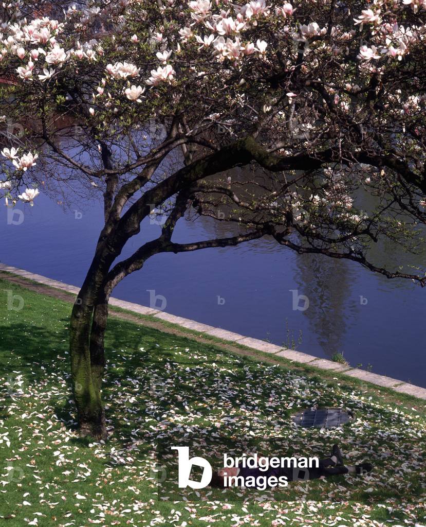 Man taking a nap under a magnolia.
