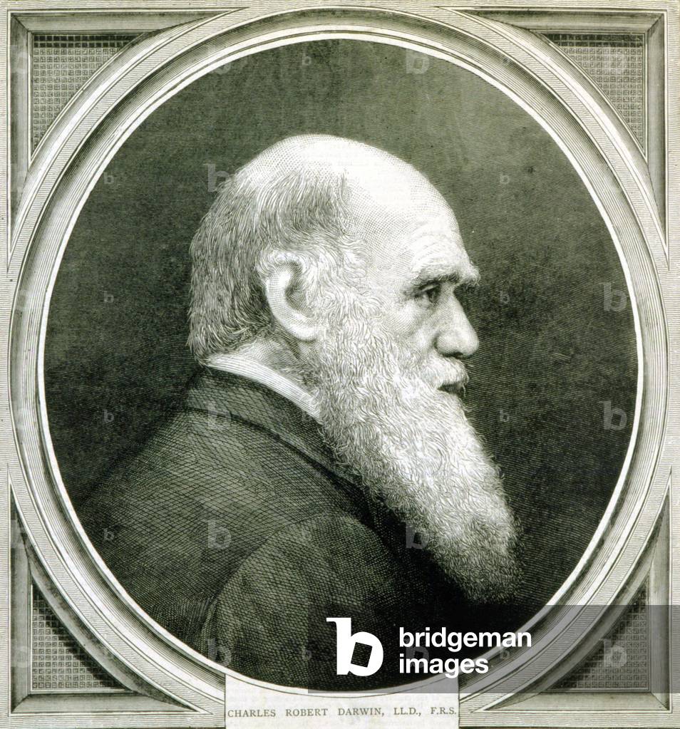 Portrait of Charles Darwin (1809 - 1882)