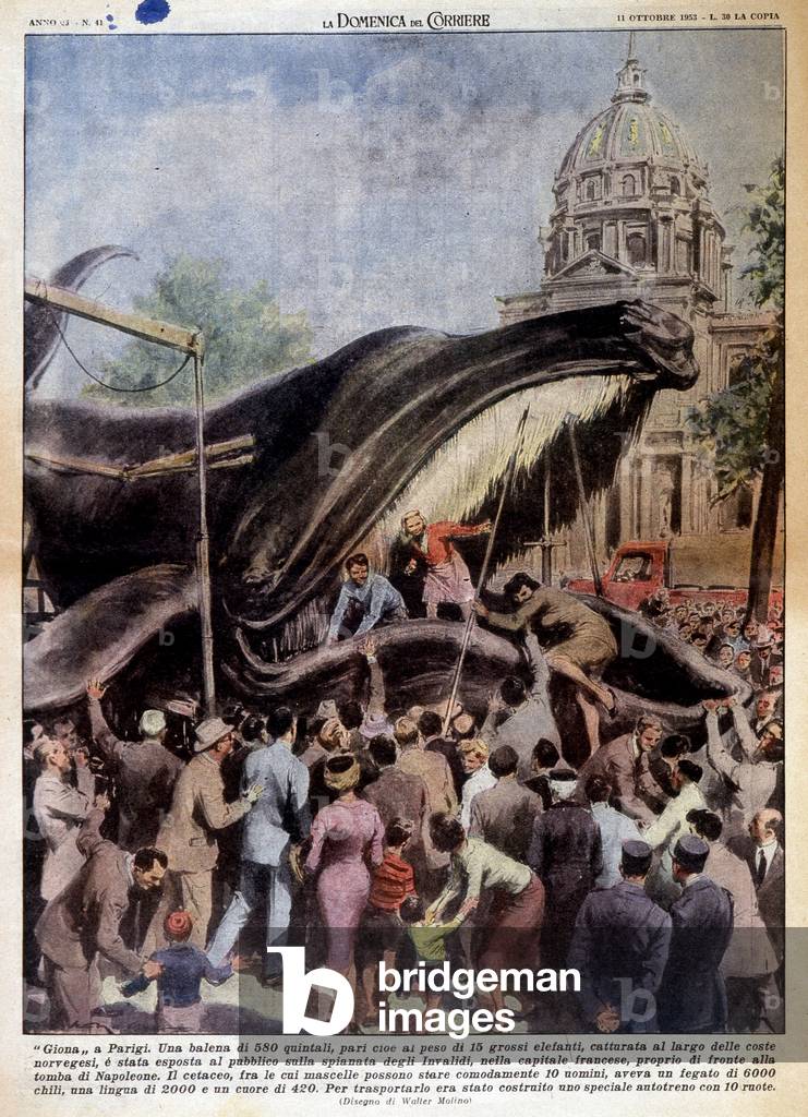 A whale (Giona) caught near the Norwegian coast, is exposed to the Invalides in Paris - in 