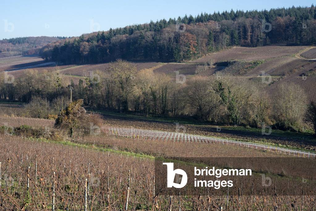 Vineyard in Champagne-Ardenne - France - Fleury la Riviere (Fleury-la-Riviere)