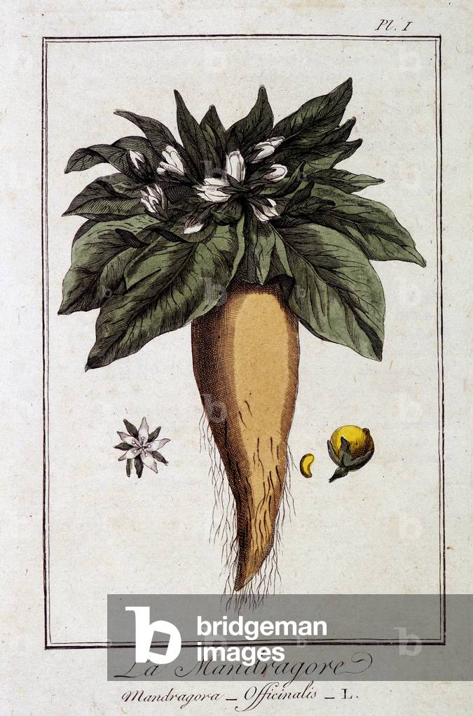 La Mandragore (Mandragora Officinalis) - in “Exercises de botany à l'usage des commercants”, redige by JC Philibert, Imprimerie de Crapelet, Paris, 1801