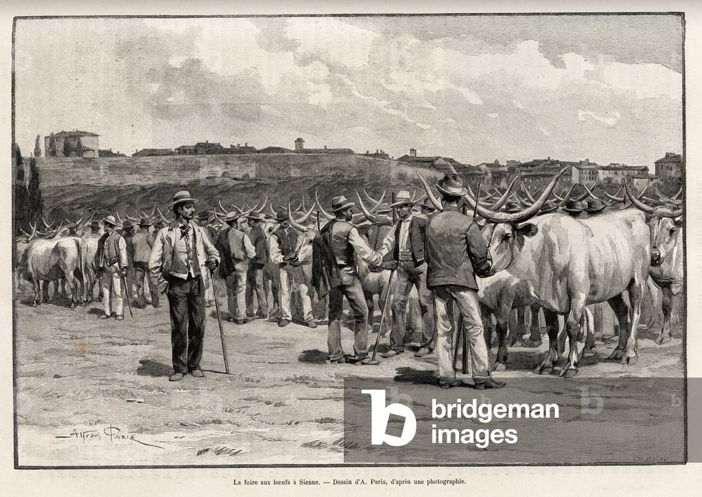 The beef fair in Siena (Italy). Engraving by Taylor to illustrate the story “” A travers la Tuscane”” by Eugene Muntz (1845-1902), in Le tour du Monde 1892, directed by Edouard Charton (1807-1891), Hachette, Paris.