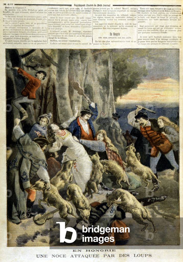 In Hungary: a wedding attacked by wolves - in “” Le Petity Journal”” of 23/12/1894